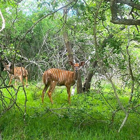 Hideaways Lazuli Bush Lodge, Хлухлуве Экстерьер фото