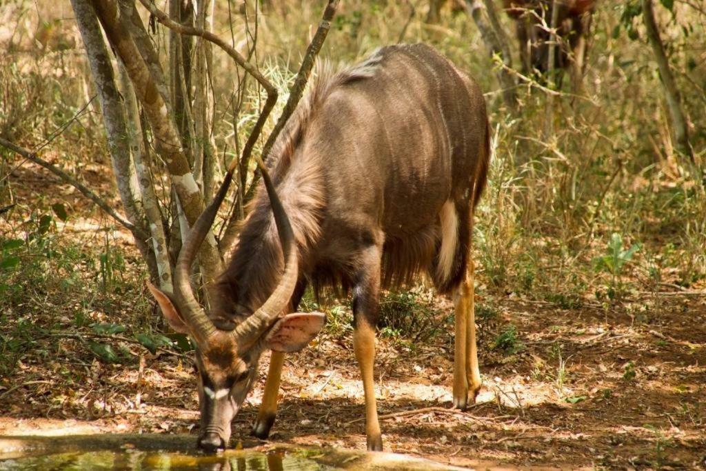 Hideaways Lazuli Bush Lodge, Хлухлуве Экстерьер фото